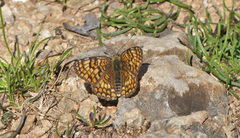 Melitaea phoebe occitanica