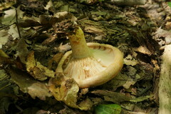 Lactarius chrysorrheus