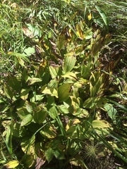 Cypripedium calceolus