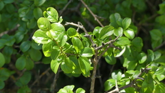 Rhamnus saxatilis