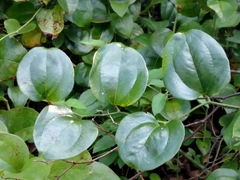 Smilax rotundifolia