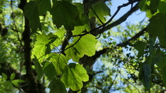 Acer opalus