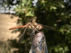 Sympetrum striolatum