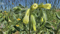 Onosma fastigiata
