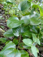 Smilax rotundifolia