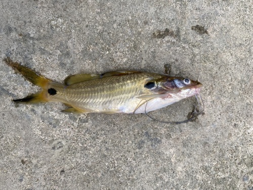 Mystus pulcher