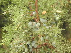 Juniperus deppeana