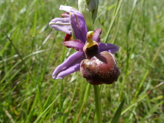 Ophrys sphegodes aveyronensis