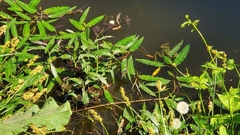 Pelophylax ridibundus