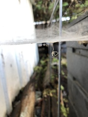 Cheiracanthium mildei