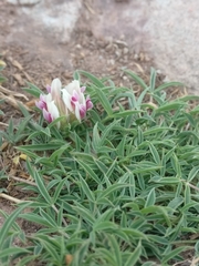 Trifolium dasyphyllum