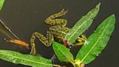 Pelophylax ridibundus