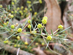 Acacia aculeatissima