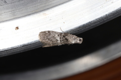 Pococera asperatella