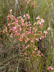 Erica formosa