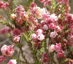 Erica formosa