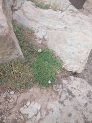 Trifolium dasyphyllum
