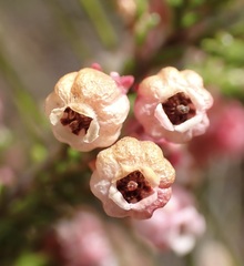 Erica formosa