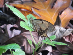 Papilio dardanus tibullus
