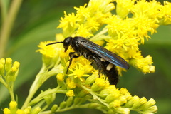 Scolia bicincta