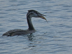 Podiceps cristatus