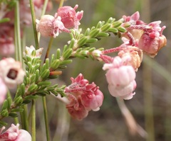 Erica formosa