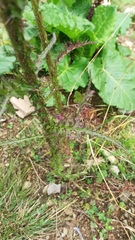 Cirsium