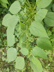 Boehmeria cylindrica