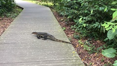 Varanus salvator macromaculatus