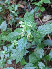 Teucrium taiwanianum