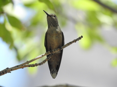 Selasphorus platycercus