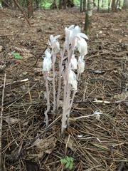 Monotropa uniflora