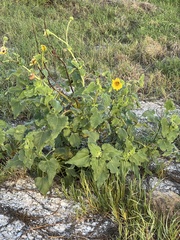Helianthus annuus