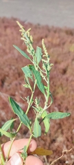 Atriplex
