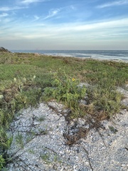 Helianthus annuus