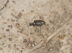 Cicindela ocellata