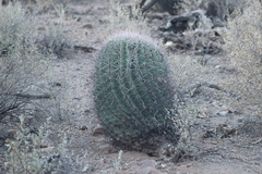 Ferocactus wislizeni