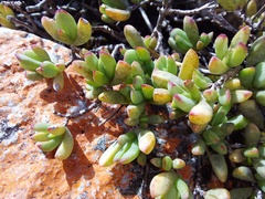 Lampranthus glomeratus
