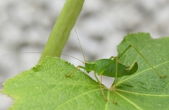 Leptophyes punctatissima