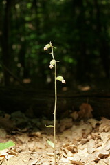 Epipactis microphylla