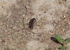 Cicindela ocellata