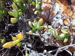 Lampranthus glomeratus