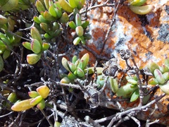 Lampranthus glomeratus