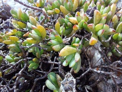 Lampranthus glomeratus
