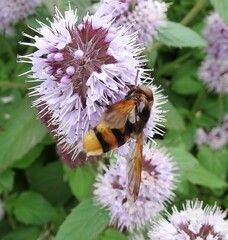 Volucella zonaria