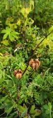Lilium martagon pilosiusculum