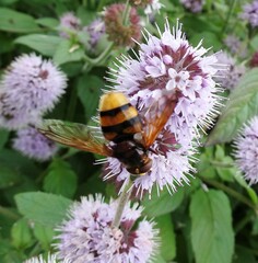 Volucella zonaria