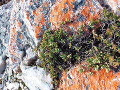 Lampranthus glomeratus