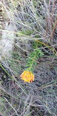 Liparia splendens comantha