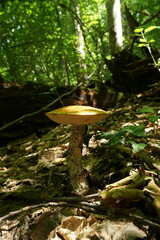 Leccinum aurantiacum
